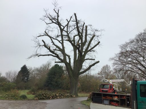 Kronenrückschnitt an einer pilzbefallenen Eiche